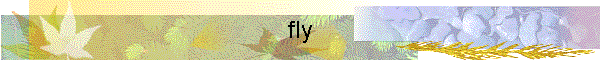 fly